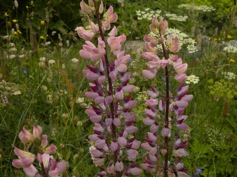 Lupinus polyphyllus / Lupino a foglie numerose