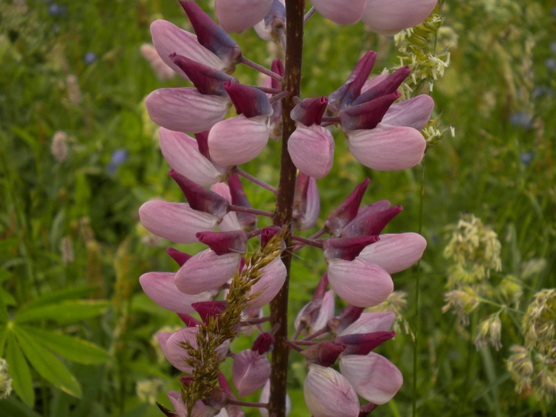 Lupinus polyphyllus / Lupino a foglie numerose