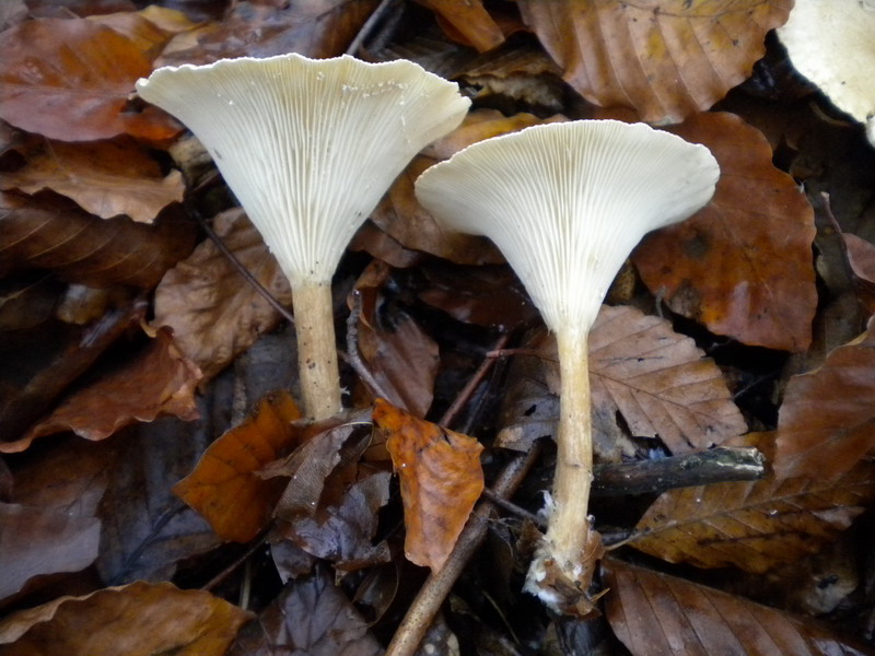 Clitocybe