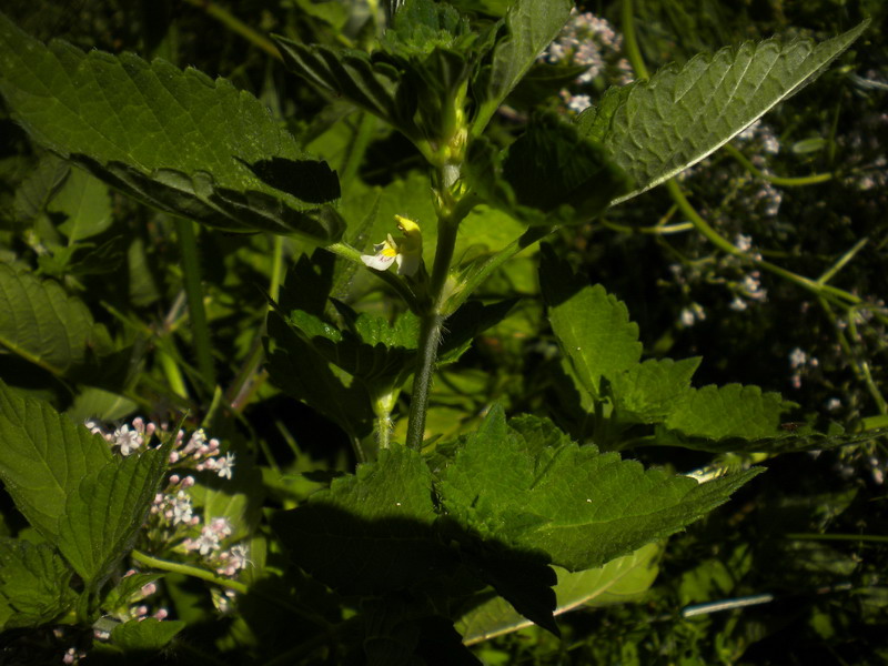 In torbiera 3 - Galeopsis sp.