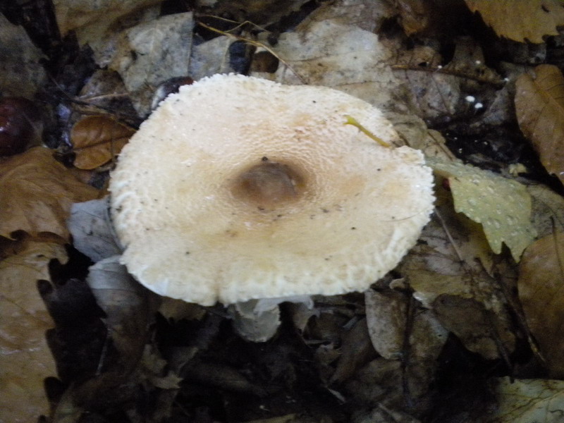 Lepiota ??