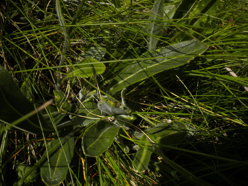 V.Aosta - Biscutella laevigata