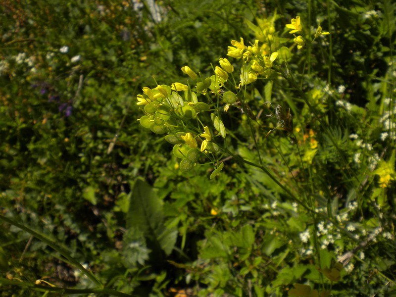 V.Aosta - Biscutella laevigata