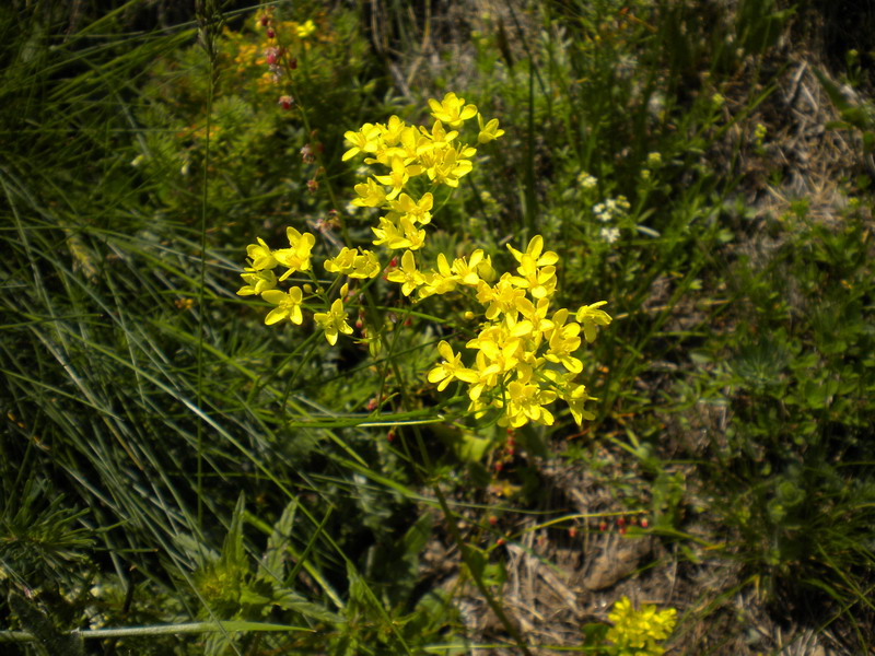 V.Aosta - Biscutella laevigata