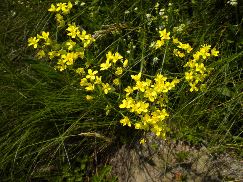 V.Aosta - Biscutella laevigata