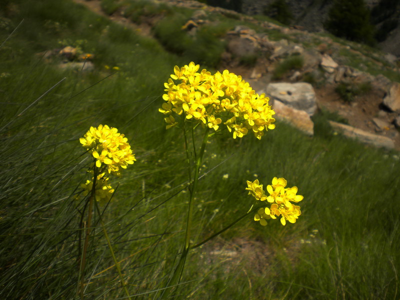 V.Aosta - Biscutella laevigata