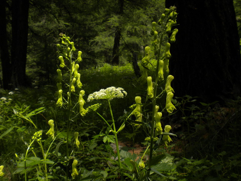 Aconitum lycoctonum