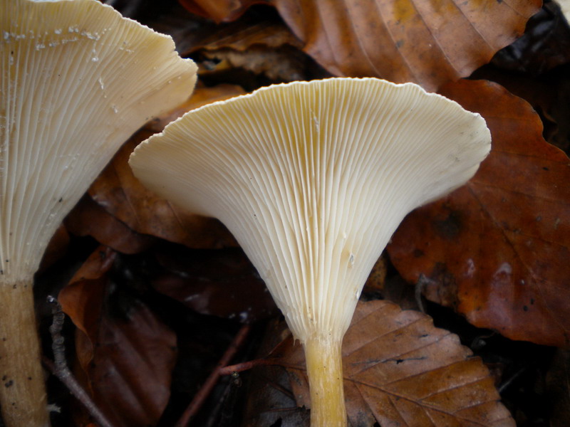 Clitocybe