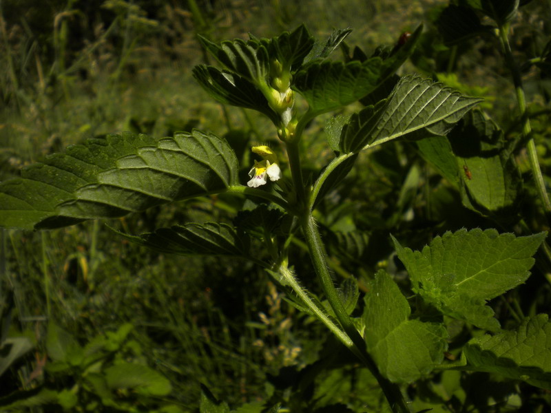 In torbiera 3 - Galeopsis sp.