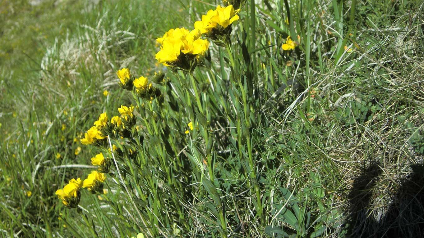 Linum capitatum subsp. serrulatum / Lino capitato