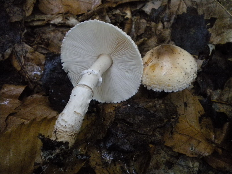 Lepiota ??