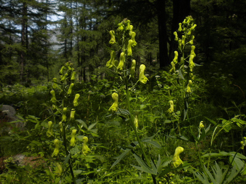 Aconitum lycoctonum