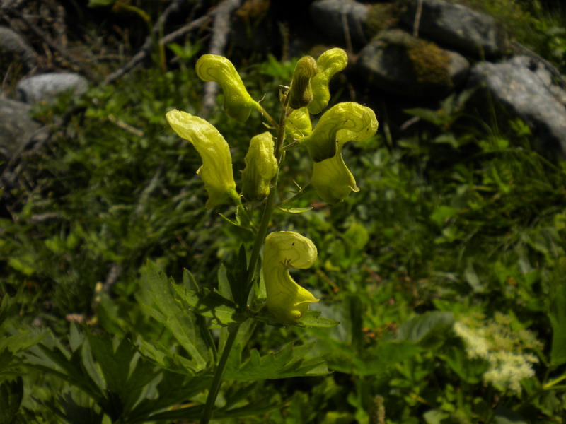 Aconitum lycoctonum