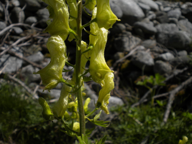 Aconitum lycoctonum