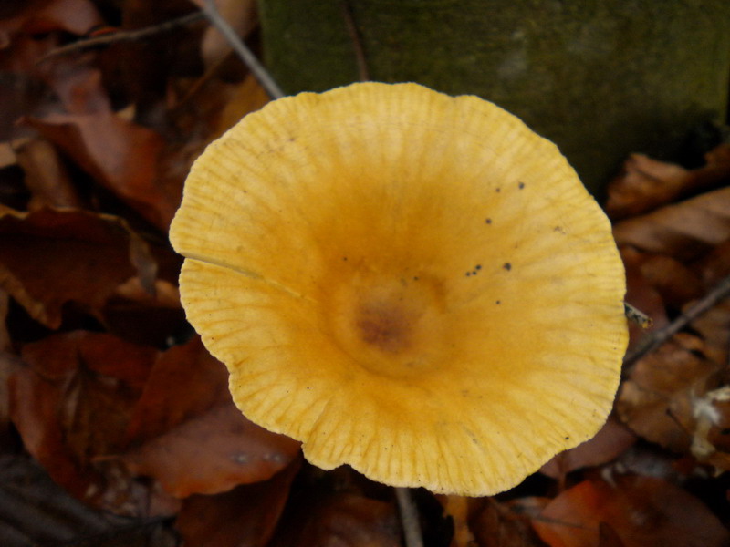 Clitocybe