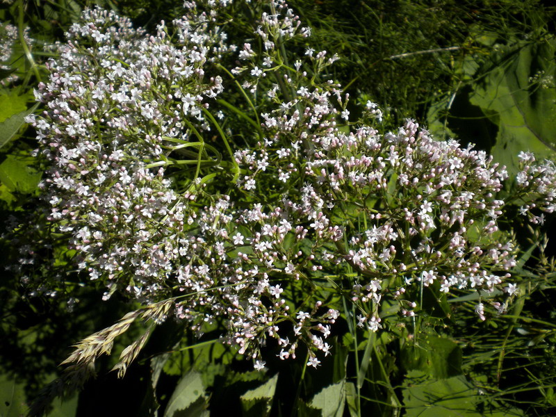 In torbiera - Valeriana officinalis sl.