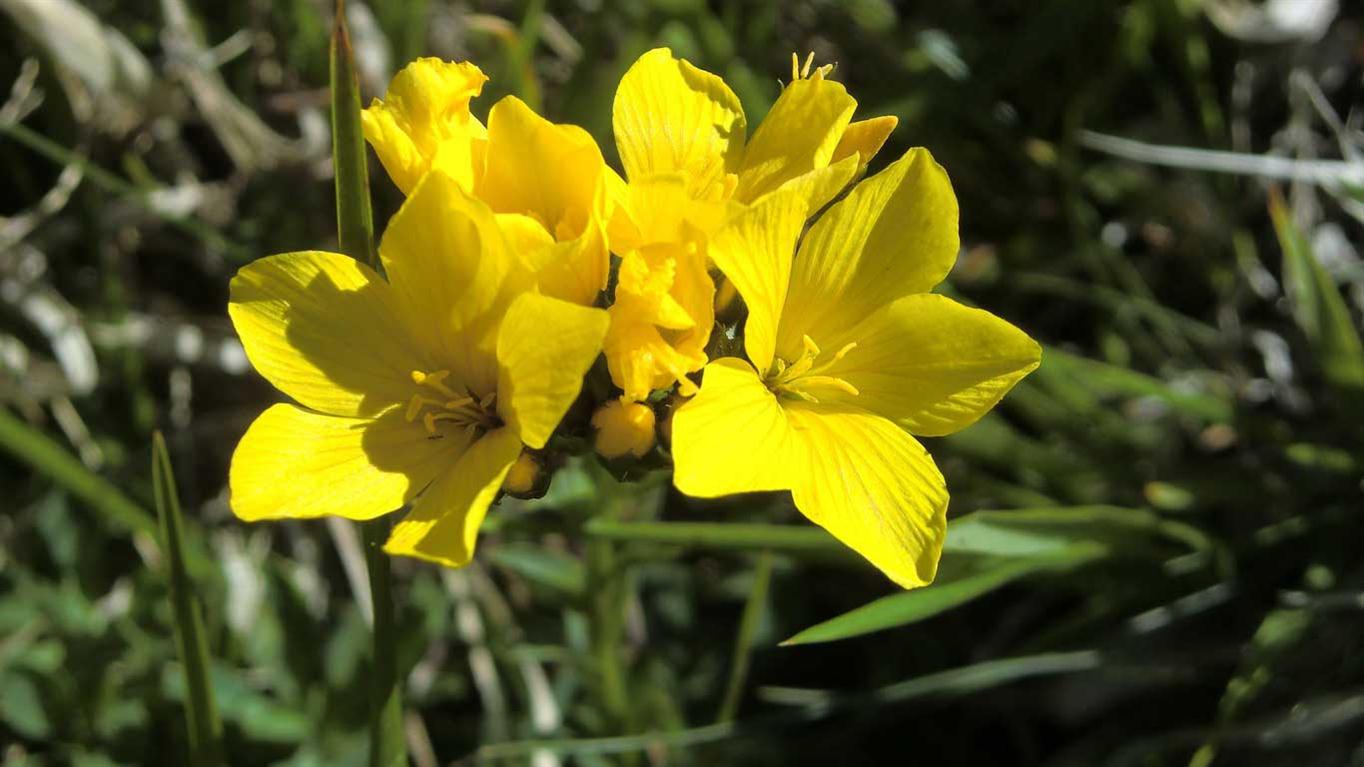 Linum capitatum subsp. serrulatum / Lino capitato