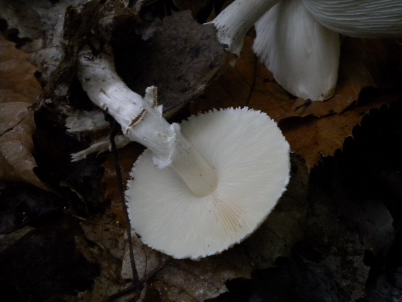 Lepiota ??