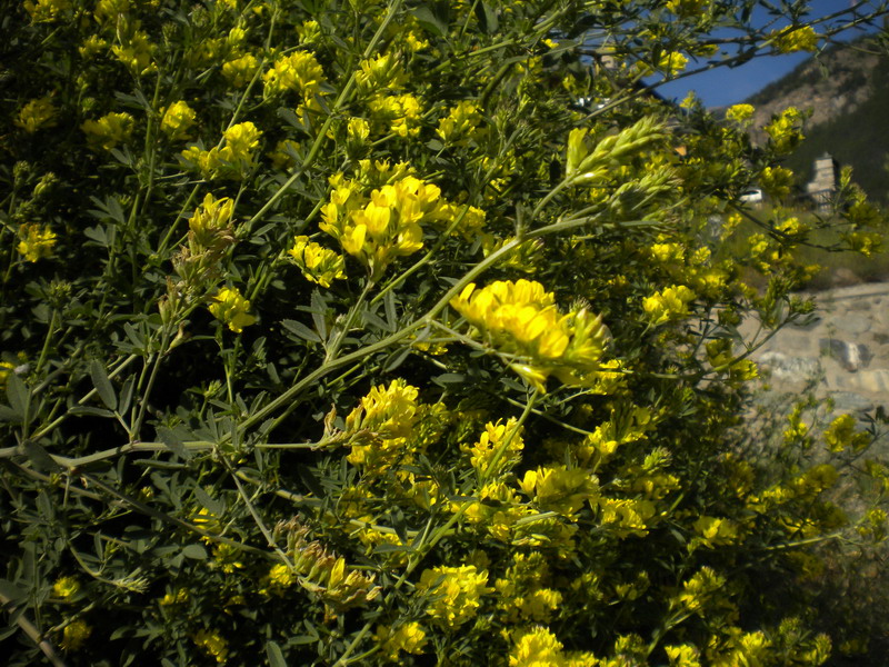 Medicago falcata / Erba medica