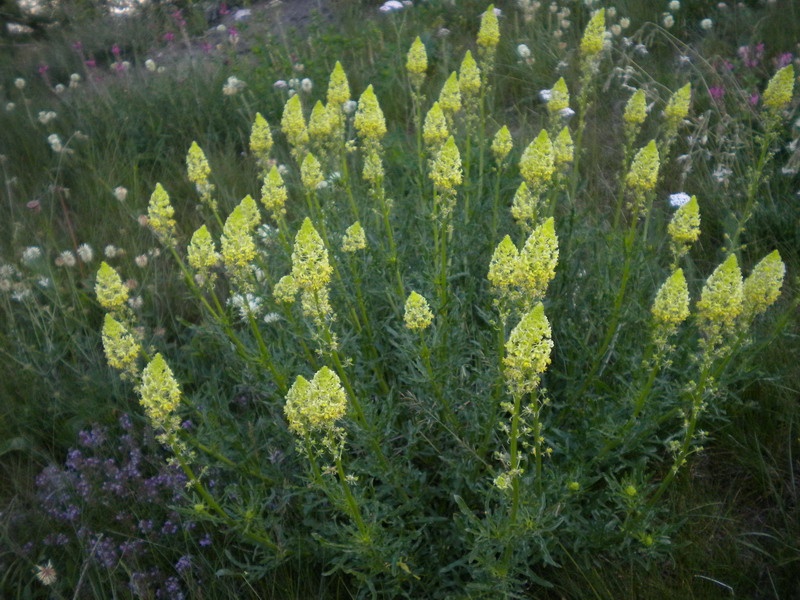 Reseda lutea