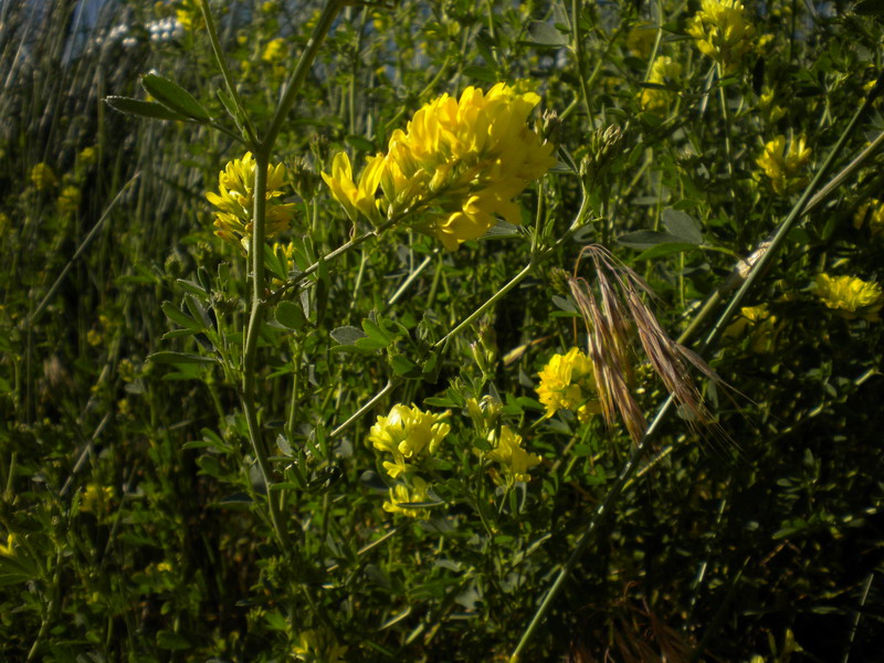 Medicago falcata / Erba medica