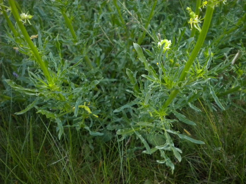 Reseda lutea