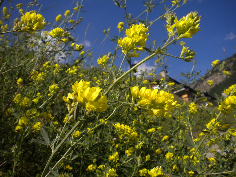 Medicago falcata / Erba medica