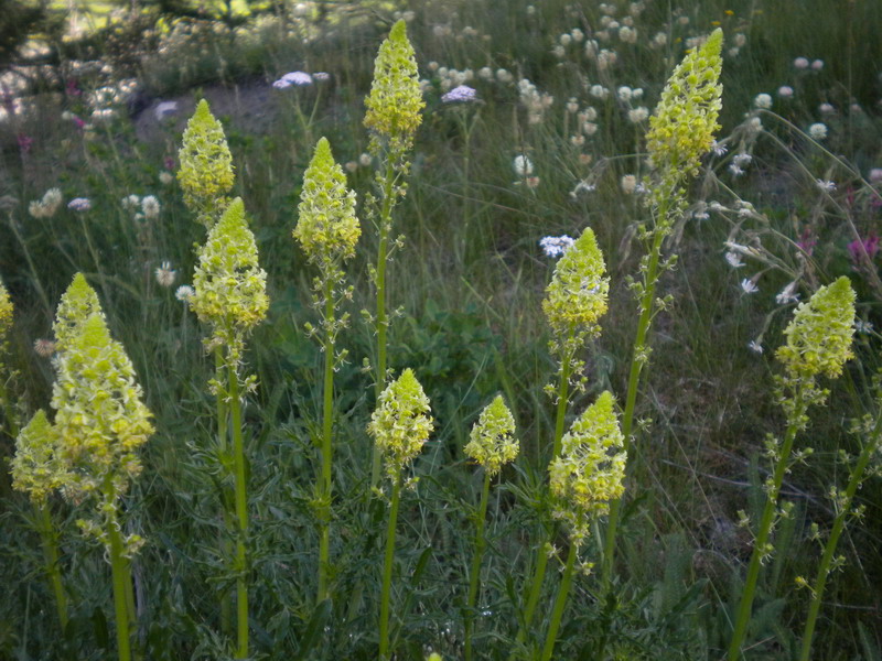 Reseda lutea