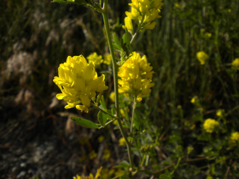 Medicago falcata / Erba medica