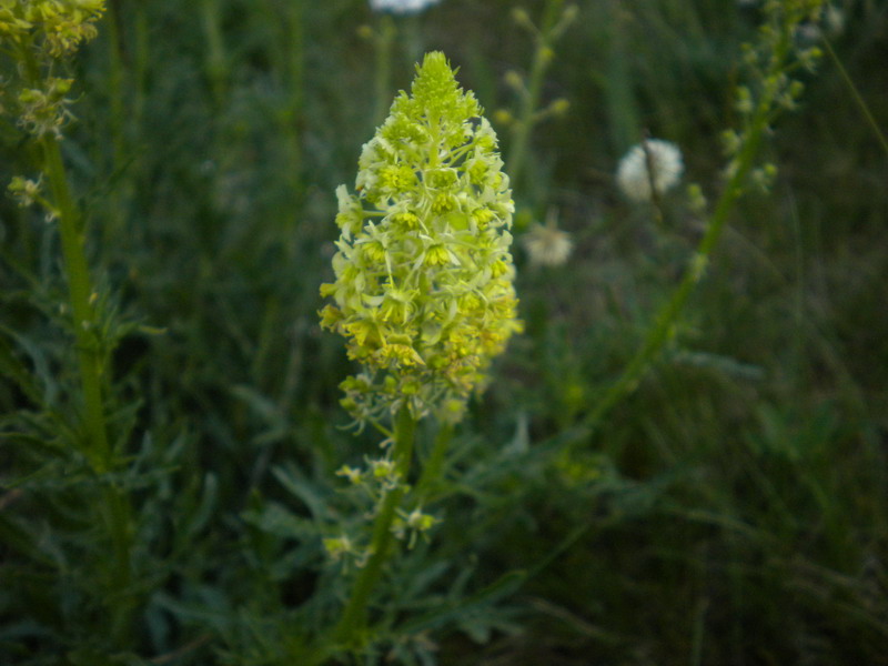 Reseda lutea