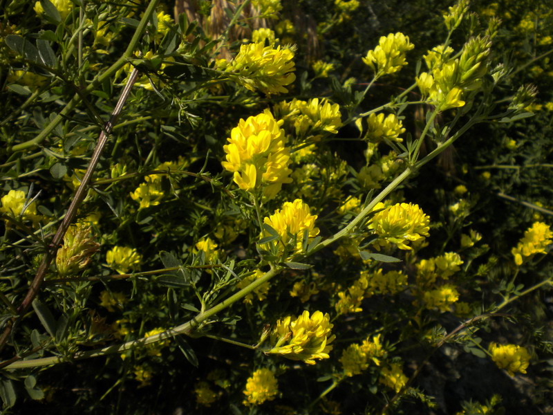 Medicago falcata / Erba medica