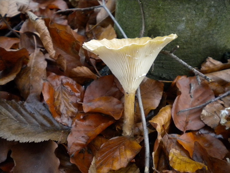 Clitocybe