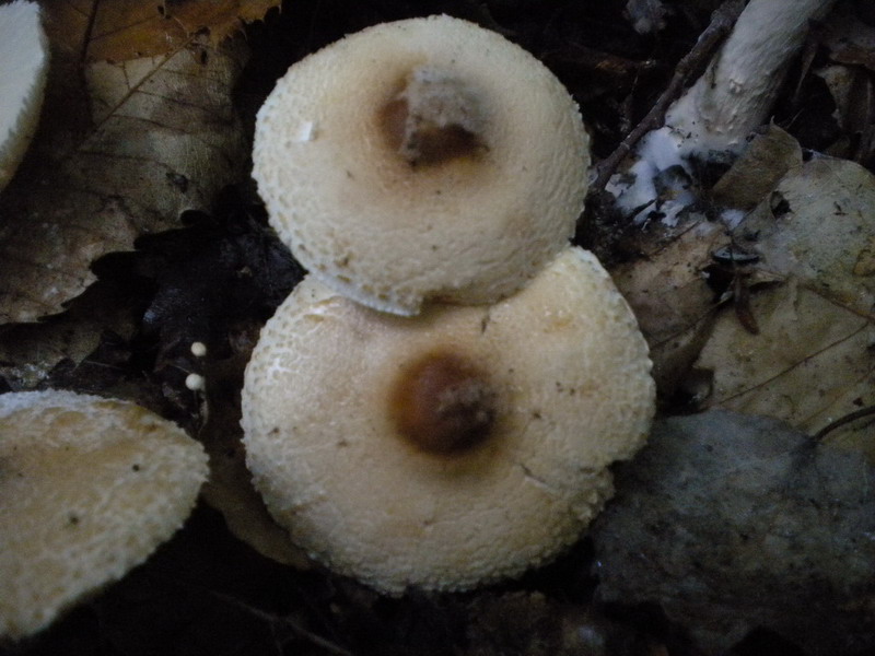 Lepiota ??