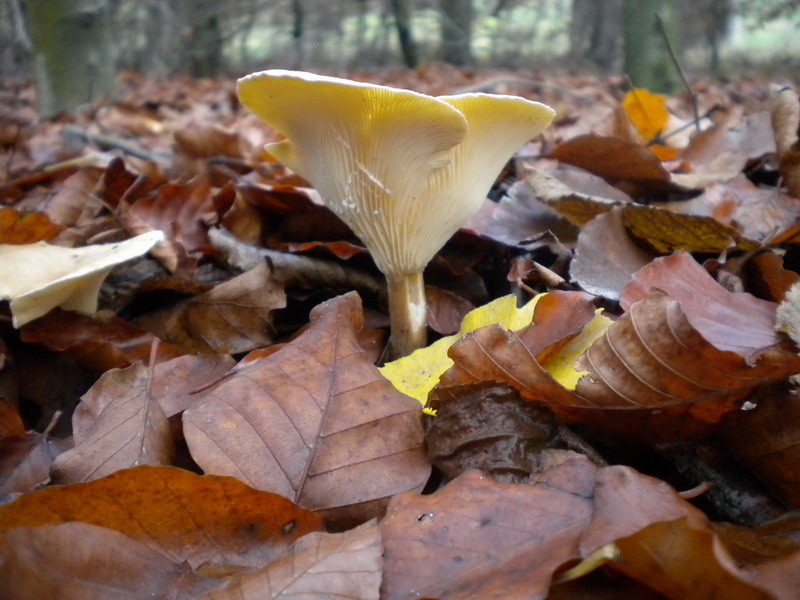 Clitocybe