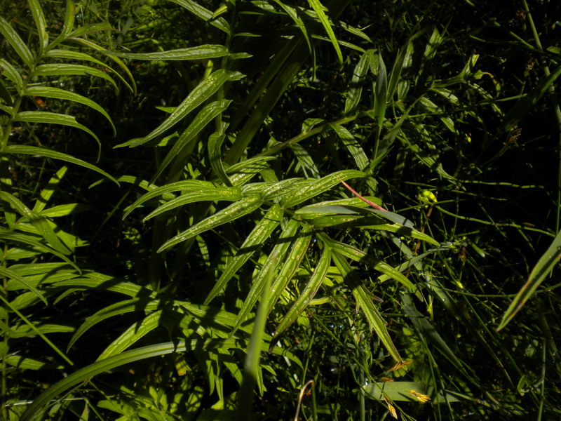 In torbiera - Valeriana officinalis sl.