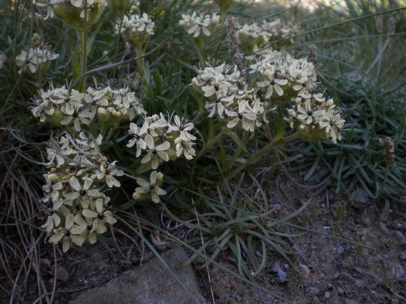 Saponaria lutea / Saponaria gialla