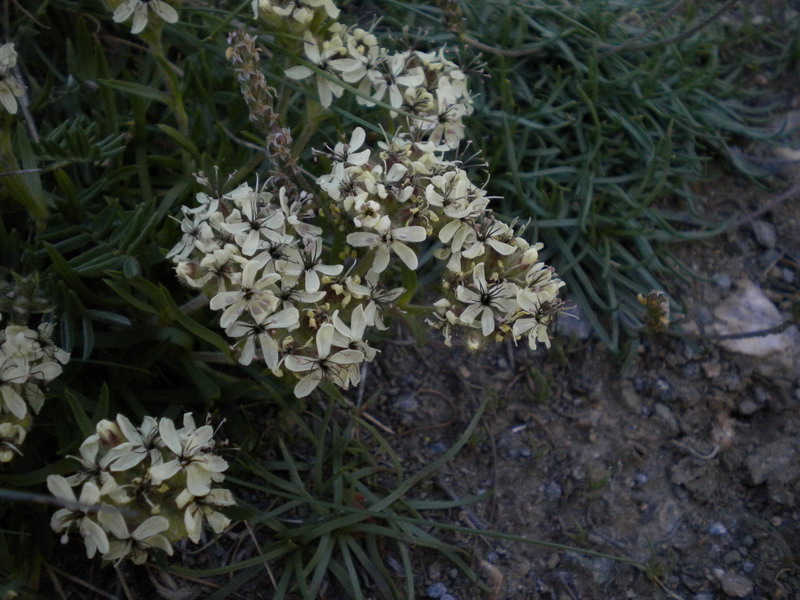 Saponaria lutea / Saponaria gialla