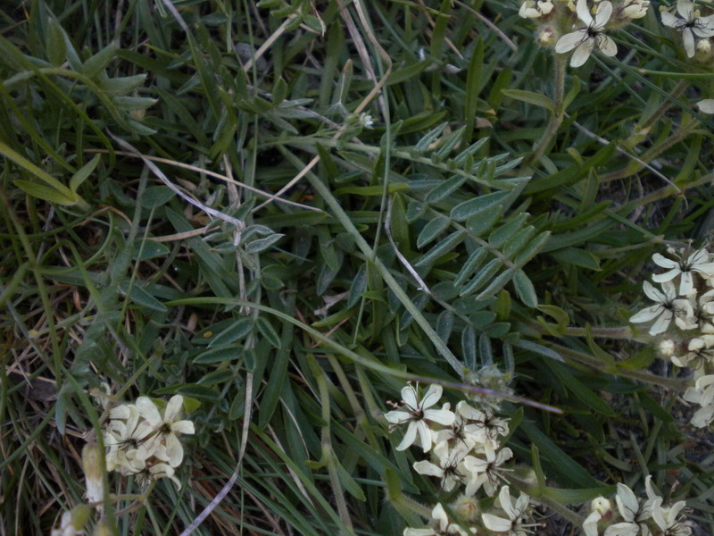 Saponaria lutea / Saponaria gialla