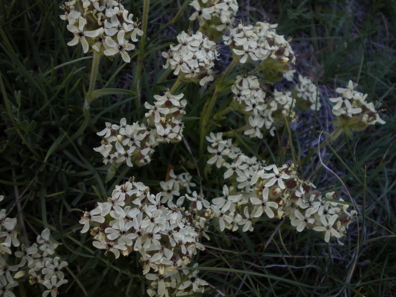 Saponaria lutea / Saponaria gialla