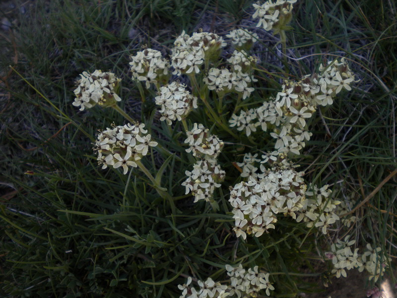 Saponaria lutea / Saponaria gialla