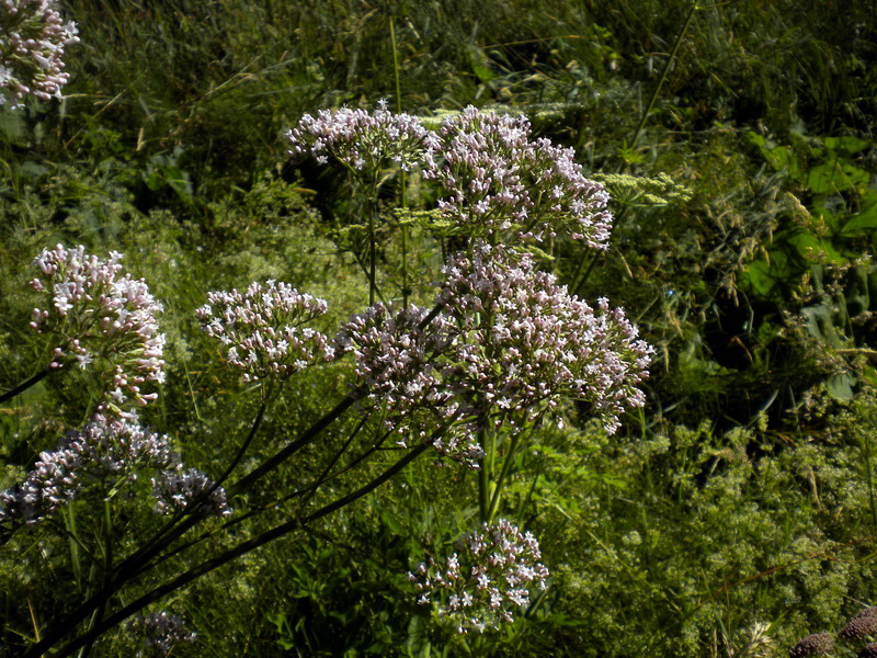 In torbiera - Valeriana officinalis sl.