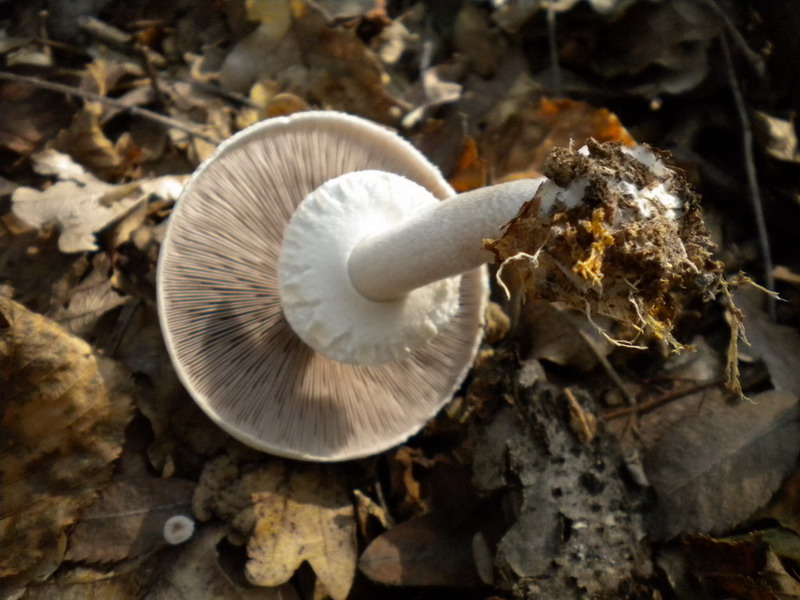 Agaricus