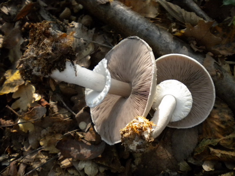 Agaricus