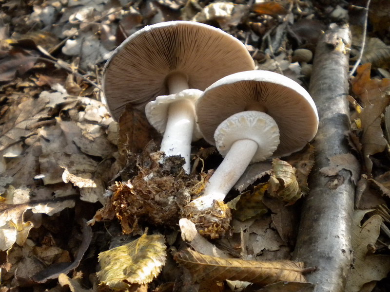 Agaricus