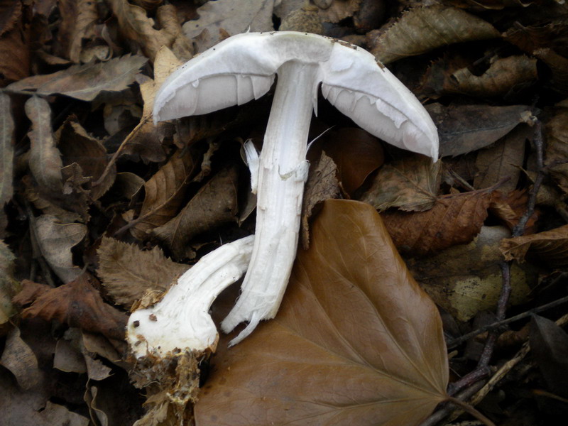 Agaricus