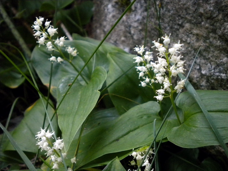 Maianthemum bifolium / Gramigna di Parnasso