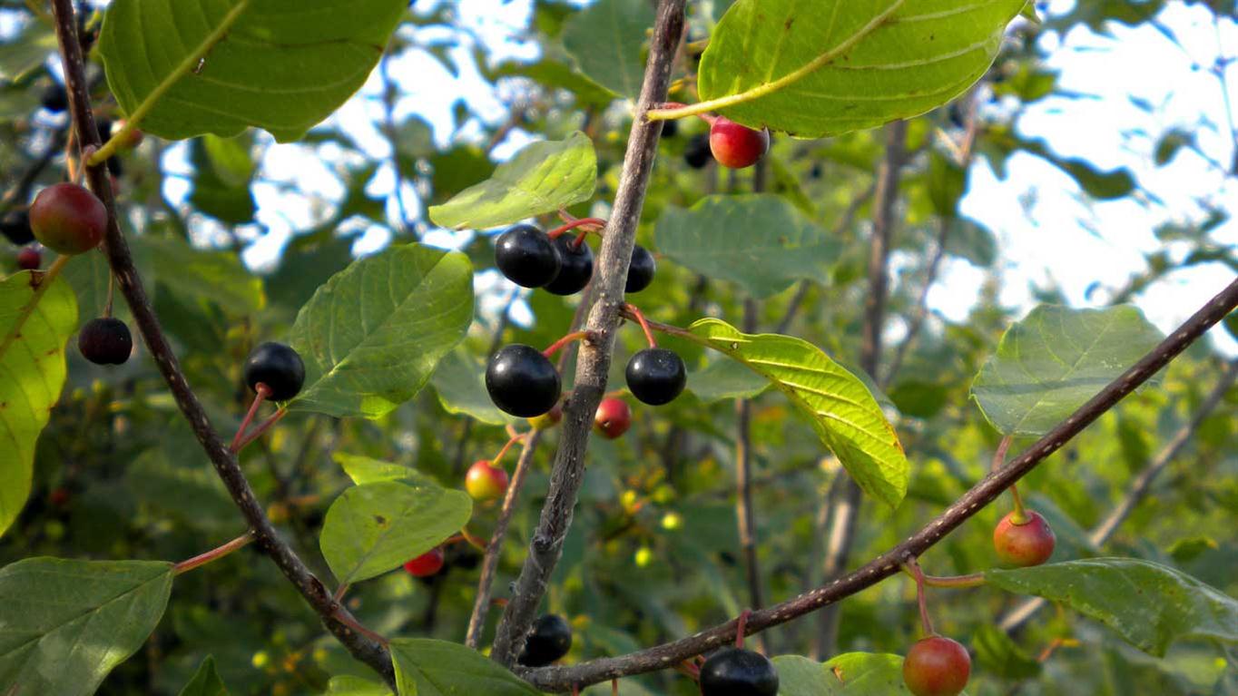 Frangula alnus