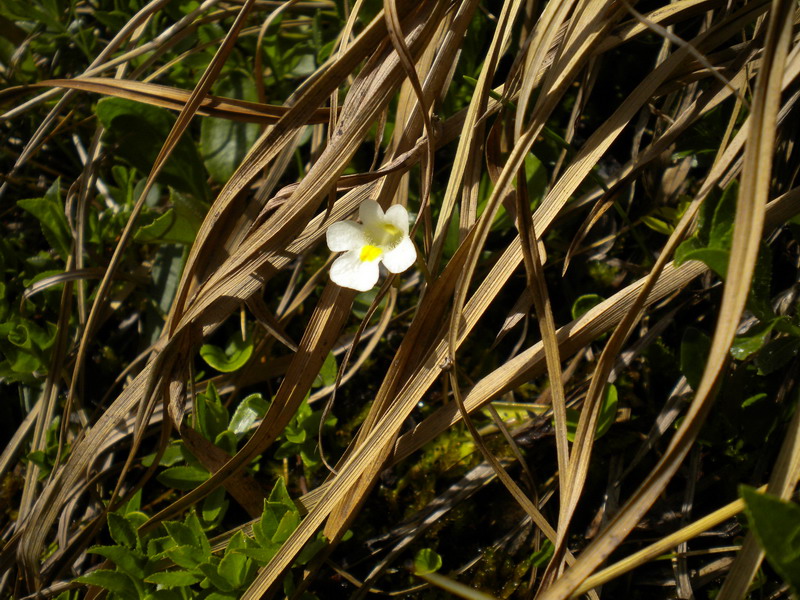 Val d''Aosta  - Pinguicula alpina