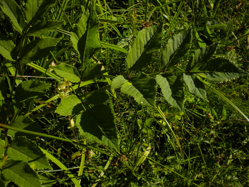 In torbiera - Angelica Sylvestris