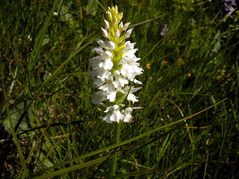 Dactylorhiza